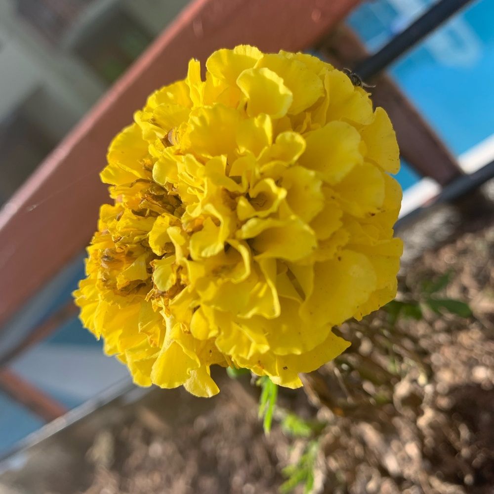 Meet your Posher, Hailey